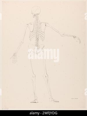 Seen human skeleton on the back, Jean Augustin Daiwaille, 1820 - 1833 print The skeleton has stretched the right arm. Amsterdam paper  (human) skeleton (+ back view) Stock Photo