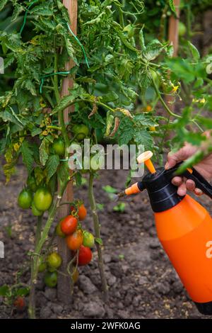 A man sprays tomatoes in the garden. Selective focus. Food. Stock Photo