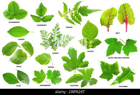 Collection of green leaves of fruits, vegetables and berries isolated on white background Stock Photo