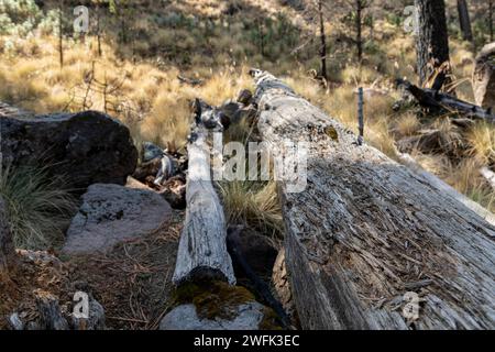 An old tree trunk lying on the ground referring to deforestation Stock Photo