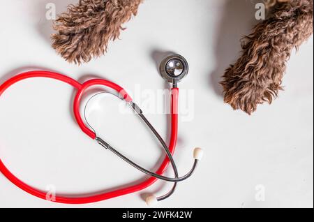 Puppy dog paws and stethoscope isolated on white background. Pet and animal health care concept. Stock Photo