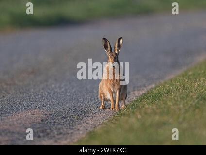 Just sitting in the road   , a big strong Brown Hare (Lepus europaeus) risking his life on the tarmac . Suffolk , UK Stock Photo
