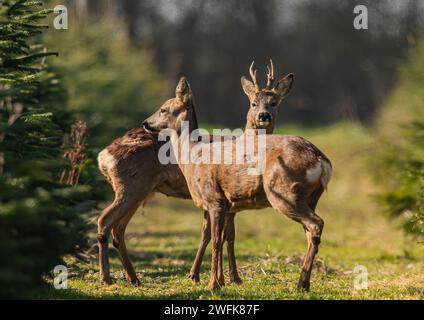 Bookends. Male and  female Roe Deer (Capreolus capreolus) standing together in a crop of Christmas trees on a Suffolk Farm .  UK. Stock Photo