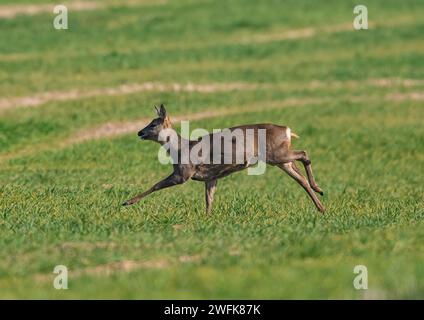 An action shot of a  female Roe Deer (Capreolus capreolus) bounding  across  the  spring barley in the arable  fields of a Suffolk Farm . UK Stock Photo