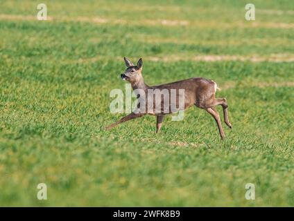 An action shot of a  female Roe Deer (Capreolus capreolus) bounding  across  the  spring barley in the arable  fields of a Suffolk Farm . UK Stock Photo