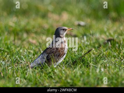 A Fieldfare (Turdus pilaris) . A red list  UK winter visitor foraging in agricultural grassland. Suffolk, UK Stock Photo