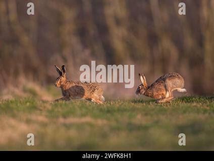 He's behind you! Two Brown Hares ( Lepus europaeus), Male and female, chasing each other across grassland in the golden evening light. Suffolk, UK Stock Photo