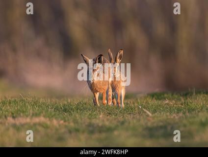 He's behind you! Two Brown Hares ( Lepus europaeus), Male and female, chasing each other across grassland in the golden evening light. Suffolk, UK Stock Photo