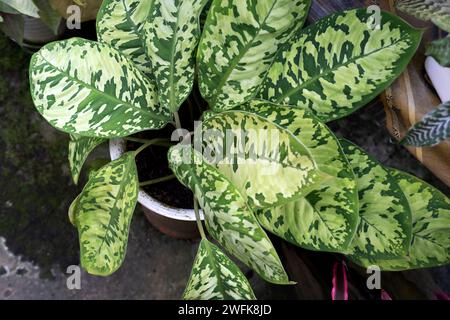 High angle view of of Dieffenbachia reflector with camouflage leaf Stock Photo
