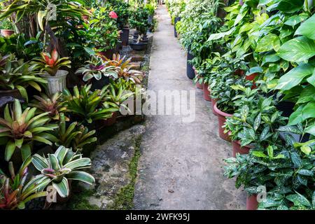 Footpath in tropical nursery garden with bromeliad, philodendron and Dracaena Surcolosa Gold Dust Plant Stock Photo