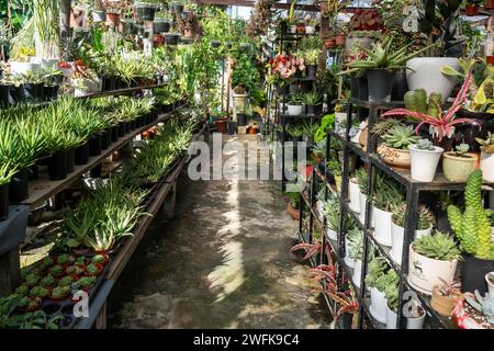 View of garden with succulent, cactus and other plants in a pots Stock Photo