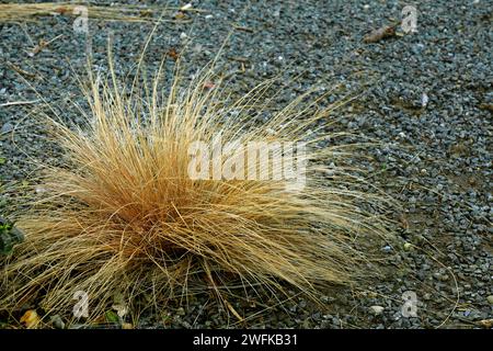 Tussock of ornamental grasses on gravel, Cardiff Bay Barrage. Taken winter 2024, January. Stock Photo