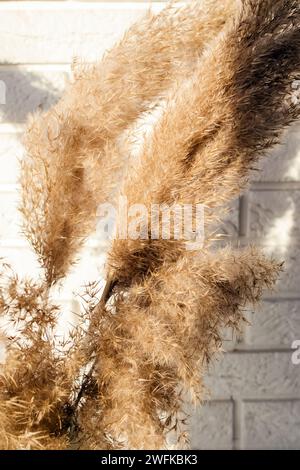 Close-up of decorative pampass grass in natural light Stock Photo
