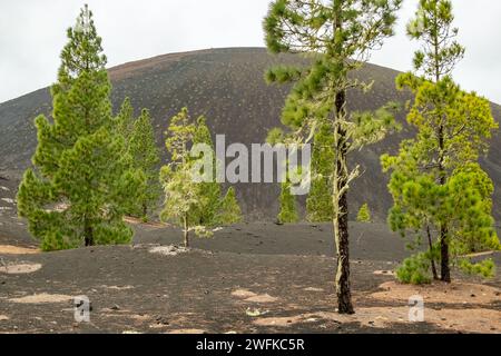 Canary Island pines in the rugged volcanic landscape of El Teide National Park, Tenerife Stock Photo