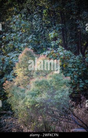 Chamaecyparis pisifera, also known as Sawara cypress, is a species of false cypress native to Japan. It's a large, evergreen conifer that can grow up Stock Photo