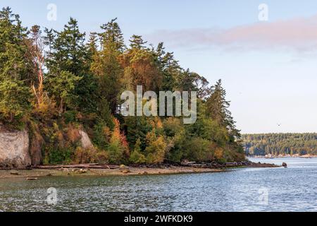 Horizontal photo of a bluff covered in evergreen and deciduous trees in fall color above Penn Cove beach at Coupeville, Whidbey Island, Washington. Stock Photo