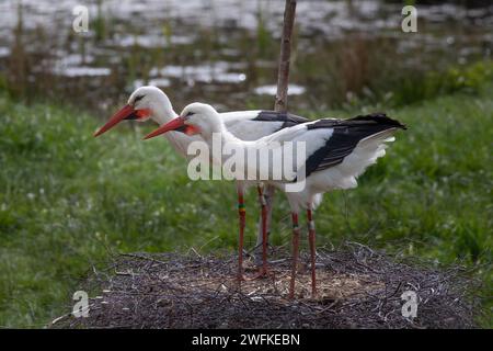 Two storks in a nest looking left Stock Photo