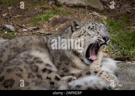 Snow leopard sleepy and yawning lying on the ground Stock Photo