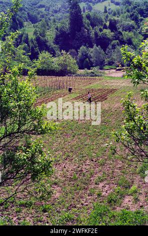 Spring landscape in Vrancea County, Romania, approx. 1993. People weeding a large cultivated plot. Stock Photo