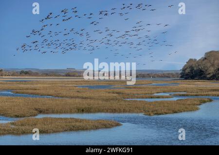 A flock of geese flying over the tranquil and beautiful Chichester Harbour on a winters day looking towards the distant South Downs. Stock Photo