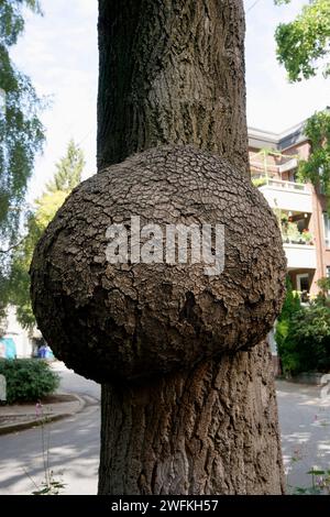 Large burl growth on the trunk of a tree, Vancouver, BC, Canada Stock Photo