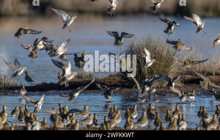 European golden plovers, Pluvialis apricaria, - flock in flight in winter, Lodmoor. Dorset. Stock Photo