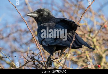 Carrion crow, Corvus corone, perched in Hawthorn bush, in early winter. Stock Photo