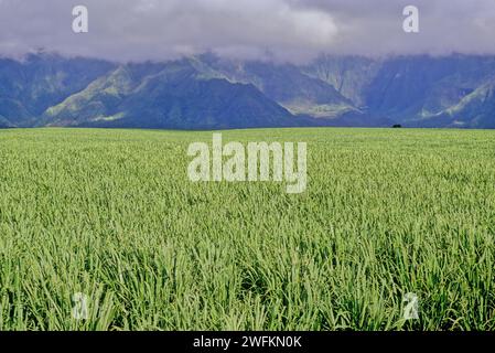 Sugarcane was introduced to Hawaiʻi by its first inhabitants in approximately 600 AD and was observed by Captain Cook upon arrival in the islands in 1 Stock Photo