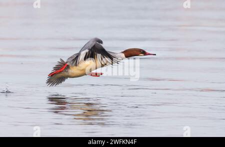 Berlin, Germany. 21st Jan, 2024. 21.01.2024, Berlin. A female goosander (Mergus merganser) flies over the water of the Havel at the Spandau Citadel on a January day. In winter, the birds also come to the capital as winter guests. Credit: Wolfram Steinberg/dpa Credit: Wolfram Steinberg/dpa/Alamy Live News Stock Photo