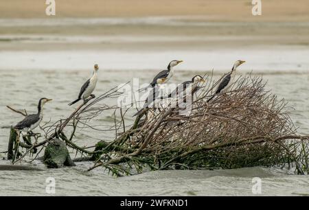 Group of Little pied cormorants, Microcarbo melanoleucos, roosting, Coorong, Australia. Stock Photo