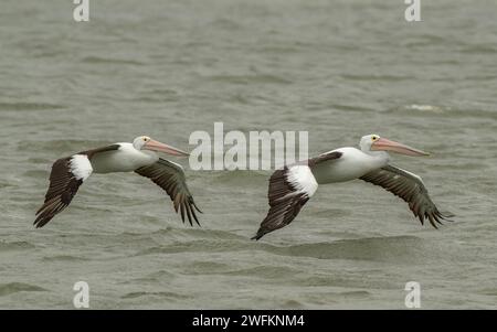 Australian pelicans, Pelecanus conspicillatus, in flight over lagoon, south Australia. Stock Photo