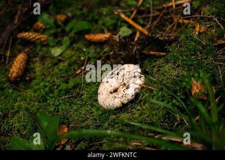 A mushroom growing around moss and cones in green forest. Vertical. Stock Photo