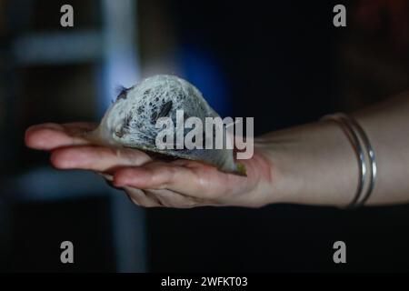 Bintangor, Sarawak, Malaysia. 31st Jan, 2024. A woman displays a bird's nest after she harvested it from the roof of a dimmed, two-floor high bird's nest house in the outskirts of Bintangor, Sarawak. An audio emulating the sounds of birds, designed with a specific frequency, is played continuously by multiple speakers to attract birds to fly into the house, where they nests using their salivas. (Credit Image: © Daniel Ceng Shou-Yi/ZUMA Press Wire) EDITORIAL USAGE ONLY! Not for Commercial USAGE! Stock Photo