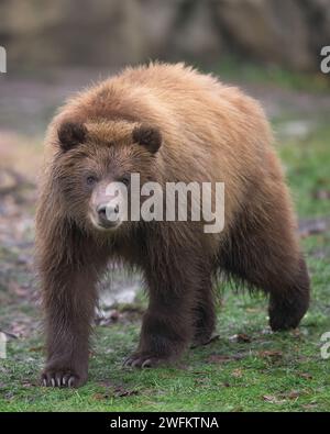 Brown bear cub (Ursus arctos) full body standing closeup portrait Stock Photo