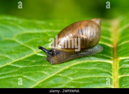 Amber snail crawling over a large green leaf Stock Photo