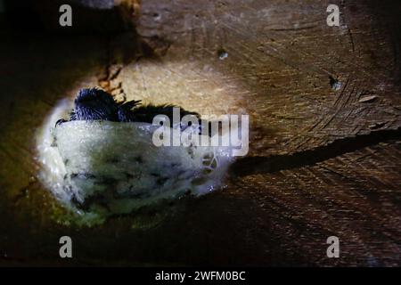 Bintangor, Sarawak, Malaysia. 31st Jan, 2024. Two nestlings are seen in a bird's nest that is attached to the ceiling of a dimmed, two-floor high bird's nest house in the outskirts of Bintangor, Sarawak. An audio emulating the sounds of birds, designed with a specific frequency, is played continuously by multiple speakers to attract birds to fly into the house, where they nests using their salivas. (Credit Image: © Daniel Ceng Shou-Yi/ZUMA Press Wire) EDITORIAL USAGE ONLY! Not for Commercial USAGE! Stock Photo