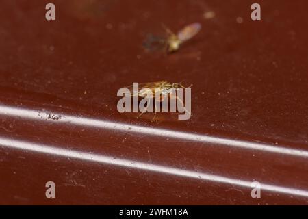 Genus Platypalpus Family Hybotidae Subfamily Tachydromiinae fly wild ...