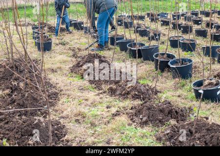 Planting seedlings. a man and an assistant bury the roots of young fruit trees in containers in a garden nursery. Stock Photo