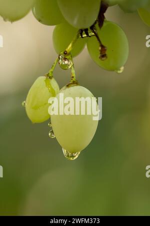 Delicious organic grapes in the morning dew. Grapes with water drops. Water drops on grape berries. Stock Photo