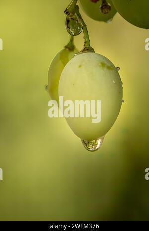Delicious organic grapes in the morning dew. Grapes with water drops. Water drops on grape berries. Stock Photo