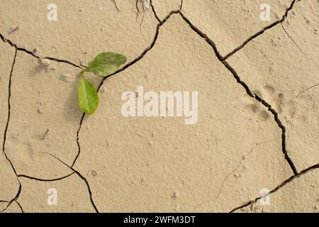 A small plant trying to survive on dried land. Fighting for survival concept. Two green leaves and an animal footprint on dried ground. Help the envir Stock Photo