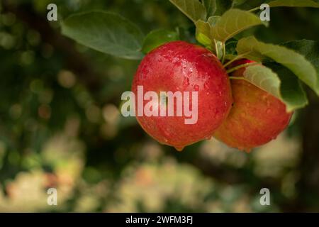 Delicious red apples with water drops on it. Water drops on red apples. Organic apples concept. Stock Photo