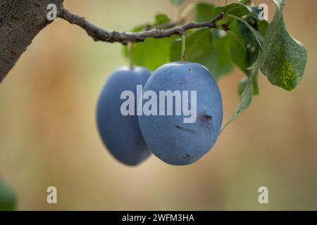 Two organic plums on a branch. Organic fruits concept. Stock Photo