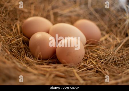 5 chicken eggs in a hay nest from free-range hens feed with traditional natural food Stock Photo