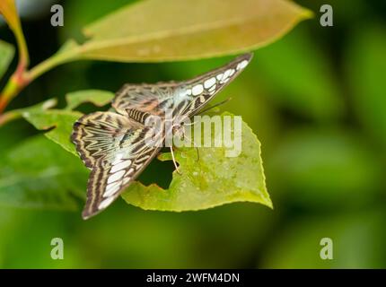 A clipper butterfly (Parthenos sylvia) standing on a green leaf. Stock Photo