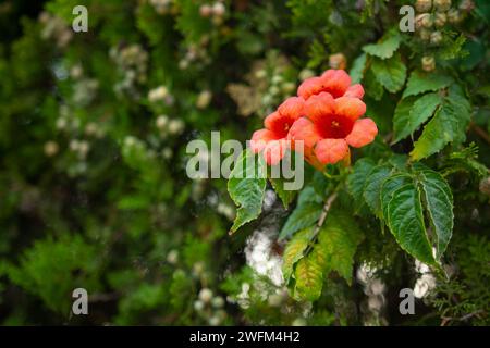 Campsis radicans, the trumpet vine, yellow trumpet vine, or trumpet creeper is a species of flowering plant in the family Bignoniaceae. Love and wealt Stock Photo