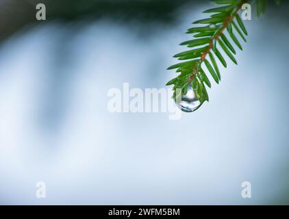 A drop of water hanging on a spruce branch. Water drop concept. Natural Christmas decorations. Christmas backgrounds and textures. Christmas postcard Stock Photo