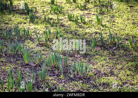 Green shoots of spring bulbs emerging through the grass, with a shallow depth of field Stock Photo