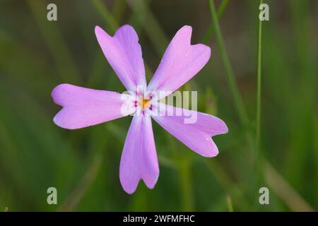 Wildflower, Illinois Wild and Scenic River, Siskiyou National Forest, Oregon Stock Photo