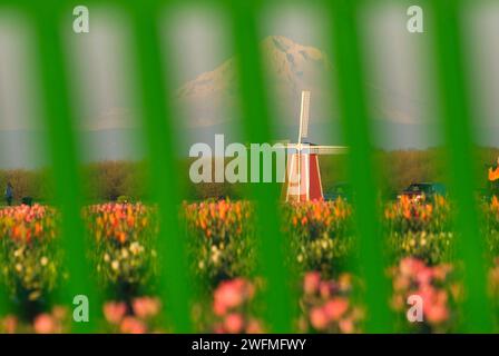 Windmill with tulips through bench slats, Wooden Shoe Bulb Co., Clackamas County, Oregon Stock Photo